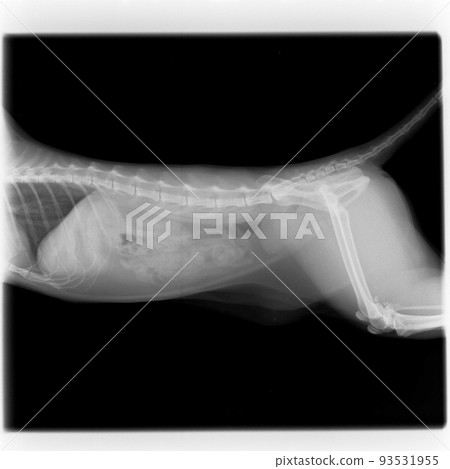 Radiograph of the abdomen of a cat taken at a veterinary hospital Radiograph of the abdomen of a cat taken at a veterinary hospital 93531955