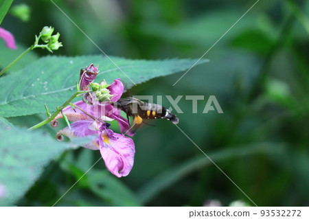 看起來像一艘漁船的花 看起來像一艘漁船的花 93532272