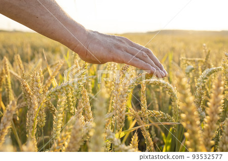 Wheat, rye in the hands of a farmer. Cultivation of crops. Yellow golden rural summer landscape. Sprouts of wheat, rye in the hands of a farmer. The farmer walks across the field, checks the crop. Wheat, rye in the hands of a farmer. Cultivation of crops. Yellow golden rural summer landscape. Sprouts of wheat, rye in the hands of a farmer. The farmer walks across the field, checks the crop. 93532577