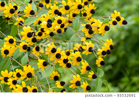 Rudbeckia takao coloring midsummer 93532691