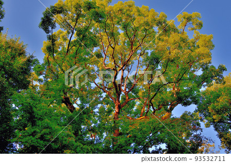 Yoyogi Hachimangu shrine early autumn scenery Yoyogi Hachimangu shrine early autumn scenery 93532711