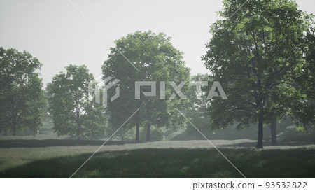 Big mapple tree with green leaves in a summer day Big mapple tree with green leaves in a summer day 93532822