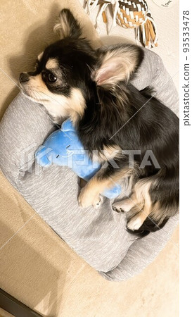 Pomechiwa puppy holding a stuffed elephant 93533478