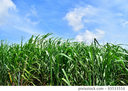 甘蔗田 / 沖繩縣八重瀨町 93533558