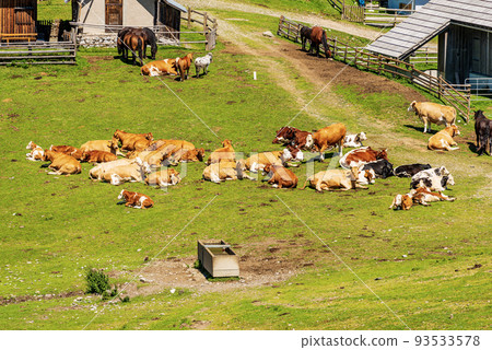 Dairy Cows and Horses on a Mountain Pasture - Italy-Austria Border Dairy Cows and Horses on a Mountain Pasture - Italy-Austria Border 93533578