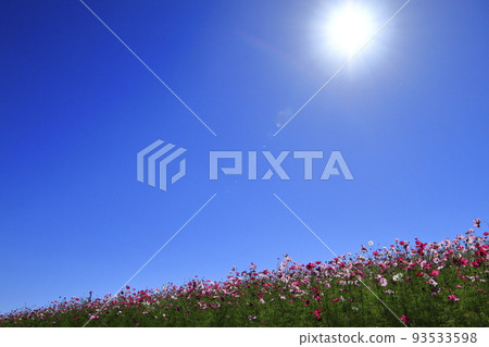Takasaki City Hanadaka Observation Flower Hill, Blue Sky and Sun on the Hill of Cosmos Fields Takasaki City Hanadaka Observation Flower Hill, Blue Sky and Sun on the Hill of Cosmos Fields 93533598