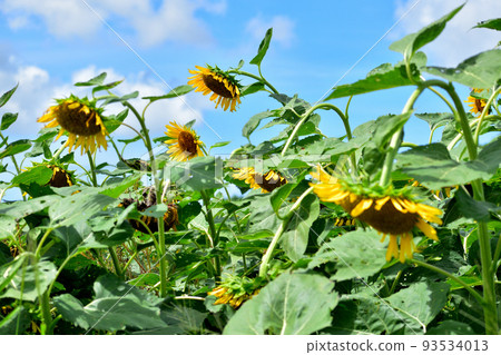 缺乏能量的向日葵/沖繩縣 93534013