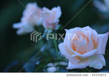 Queen of flowers 93534072