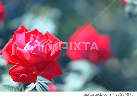 Queen of flowers 93534073