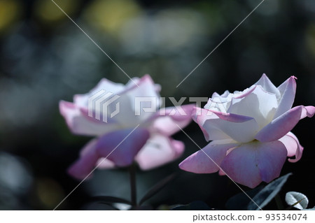 Queen of flowers 93534074