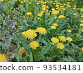 Spring flowering of several dandelions, spring and summer. 93534181