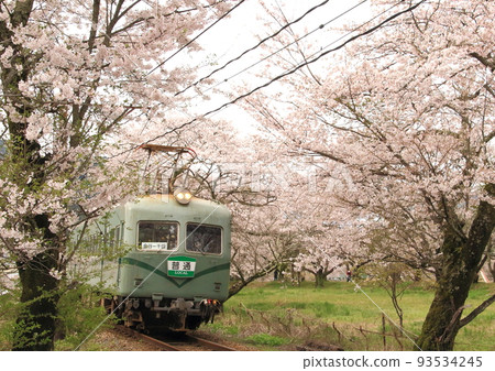 Oigawa Railway train running through cherry blossom trees in full bloom 93534245