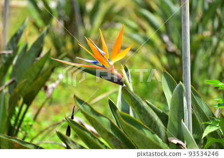 Strelitzia (bird of paradise flower) blooming outdoors / Okinawa Prefecture 93534246