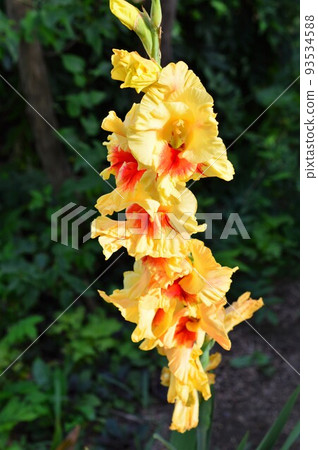 唐菖蒲(夏季開花) 唐菖蒲(夏季開花) 93534588