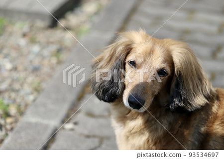 老年迷你臘腸犬在花園裡不拴繩散步 93534697
