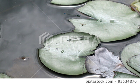 Black dragonfly on water lily leaf 93534876