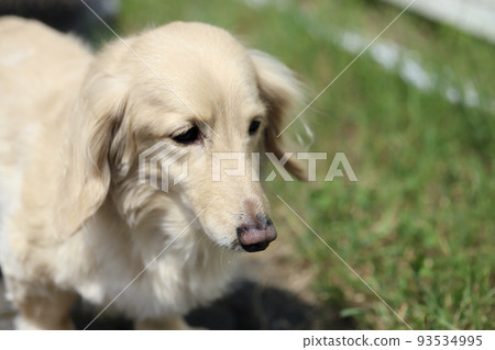 Miniature Dachshund Cream Dachshund walking in the garden 93534995