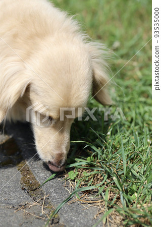 Miniature Dachshund Cream Dachshund walking in the garden 93535000