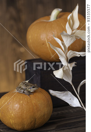 Little frog on an orange pumpkin for Halloween on wooden background. festive design of the Copy space Little frog on an orange pumpkin for Halloween on wooden background. festive design of the Copy space 93535577