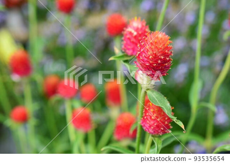 '草莓園' 93535654