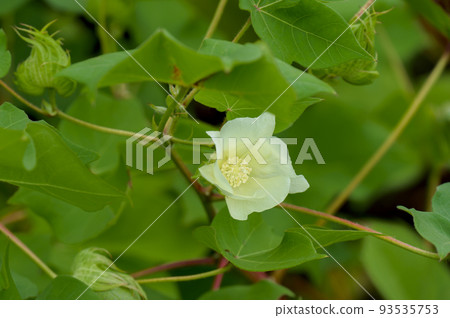 棉花花 (Gossypium) 93535753