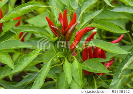 Chili peppers ripening red Chili peppers ripening red 93536162