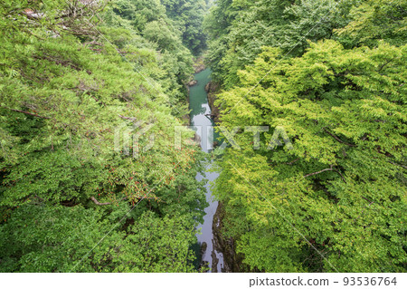 （群馬縣）從猿橋眺望深綠色的吾妻峽谷 93536764
