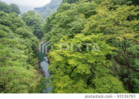 （群馬縣）從猿橋眺望深綠色的吾妻峽谷 93536765