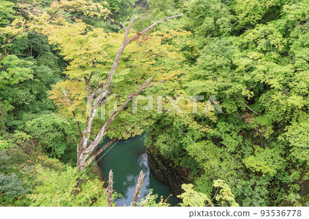 (Gunma Prefecture) Deep green Azuma Gorge overlooking from Saruhashi Bridge (Gunma Prefecture) Deep green Azuma Gorge overlooking from Saruhashi Bridge 93536778