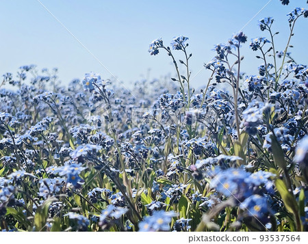 Blue myosotis sylvatica. Little blue flowers, floral blurred background Blue myosotis sylvatica. Little blue flowers, floral blurred background 93537564
