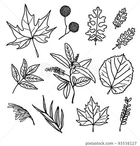 Autumn leaf set - sycamore, linden, ash, maple and other twigs.  93538127