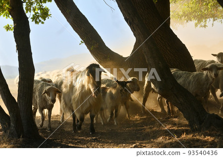 Goats and Sheeps on Road In Greci, Romania 93540436