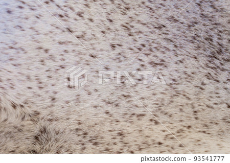 Short light fur with tiny brown spots background Short light fur with tiny brown spots background 93541777