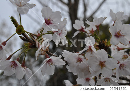 Blooming branches of cherry blossoms in full bloom Blooming branches of cherry blossoms in full bloom 93541861