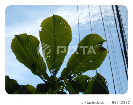 阿迪達斯 阿迪達斯 93542587