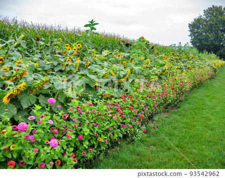 Sunflowers and decorative flowers at the edge of farmer's cord field Sunflowers and decorative flowers at the edge of farmer's cord field 93542962