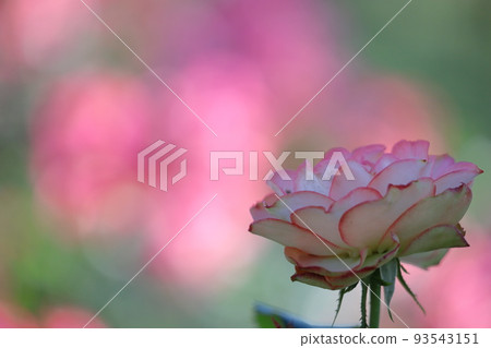 Queen of flowers Queen of flowers 93543151