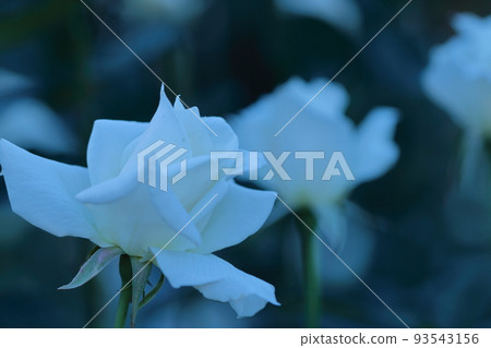 Queen of flowers Queen of flowers 93543156