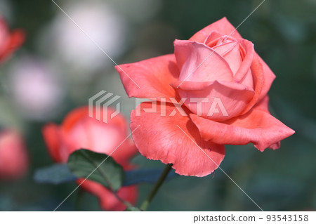 花的女王 93543158