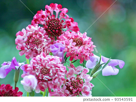 Mugisennou 芽和紅色 Matsumushiso (Scabiosa) 在綠色背景下綻放 93543591