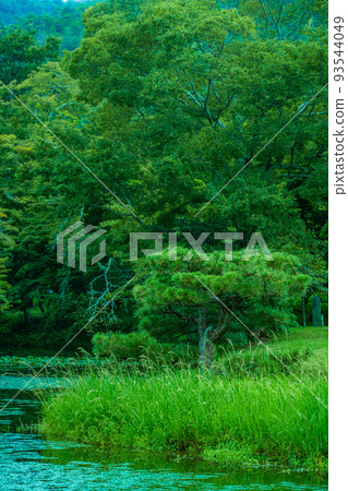 京都府 日本最古老的庭園 大澤池 京都府 日本最古老的庭園 大澤池 93544049