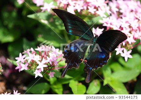 A swallowtail butterfly sucking nectar from a verbena flower A swallowtail butterfly sucking nectar from a verbena flower 93544175