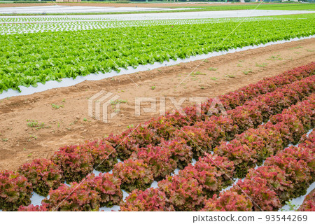 Summer lettuce field [Seba, Shiojiri City] 93544269