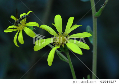 Japanese-style flowers 93544387