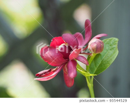 黑芭娜露拜阿芙羅狄蒂② 黑芭娜露拜阿芙羅狄蒂② 93544529