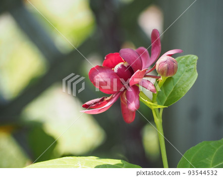 黑芭娜露拜阿芙羅狄蒂③ 黑芭娜露拜阿芙羅狄蒂③ 93544532