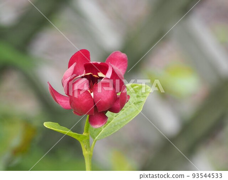 黑芭娜魯拜阿芙羅狄蒂④ 黑芭娜魯拜阿芙羅狄蒂④ 93544533