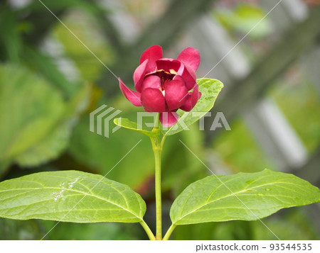 黑芭娜露拜阿芙羅狄蒂⑤ 黑芭娜露拜阿芙羅狄蒂⑤ 93544535