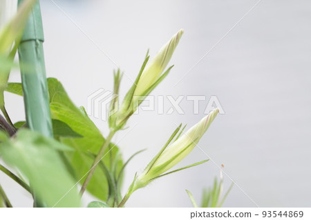 Cultivation of morning glory 93544869