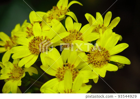Japanese-style flowers 93544929